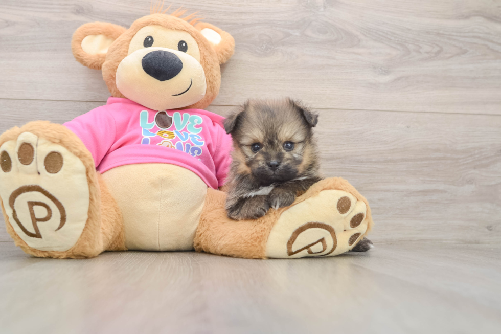 Pomachon Pup Being Cute