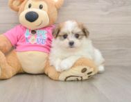 5 week old Pomachon Puppy For Sale - Windy City Pups