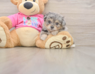 5 week old Pomachon Puppy For Sale - Windy City Pups