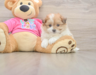 5 week old Pomachon Puppy For Sale - Windy City Pups