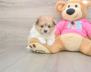 7 week old Pomachon Puppy For Sale - Windy City Pups