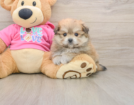 5 week old Pomachon Puppy For Sale - Windy City Pups