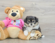 5 week old Pomachon Puppy For Sale - Windy City Pups