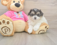 5 week old Pomachon Puppy For Sale - Windy City Pups