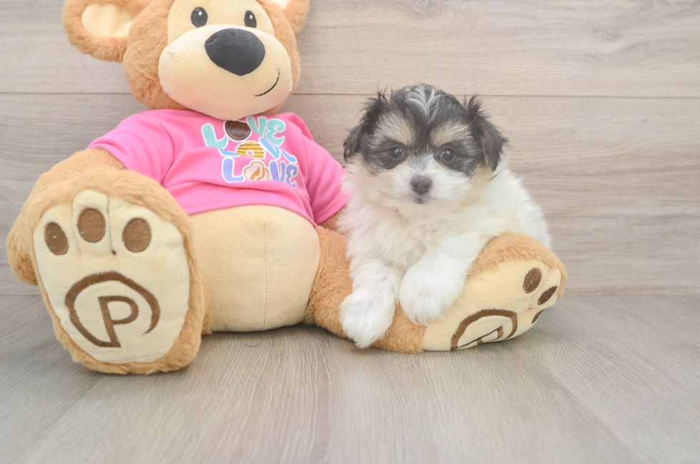 6 week old Pomachon Puppy For Sale - Windy City Pups