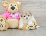 6 week old Pomachon Puppy For Sale - Windy City Pups