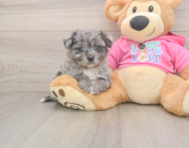 5 week old Pomachon Puppy For Sale - Windy City Pups