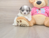 5 week old Pomachon Puppy For Sale - Windy City Pups