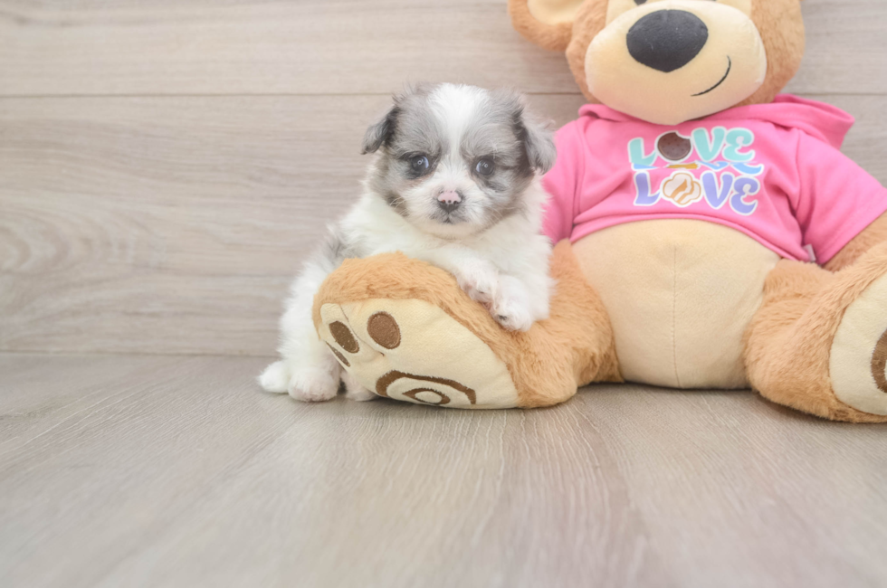 6 week old Pomachon Puppy For Sale - Windy City Pups