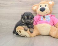 5 week old Pomachon Puppy For Sale - Windy City Pups