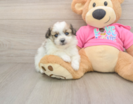 5 week old Pomachon Puppy For Sale - Windy City Pups
