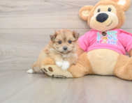5 week old Pomachon Puppy For Sale - Windy City Pups