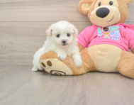 5 week old Pomachon Puppy For Sale - Windy City Pups