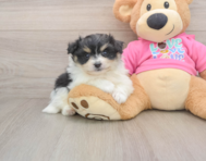5 week old Pomachon Puppy For Sale - Windy City Pups