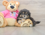 6 week old Pomachon Puppy For Sale - Windy City Pups