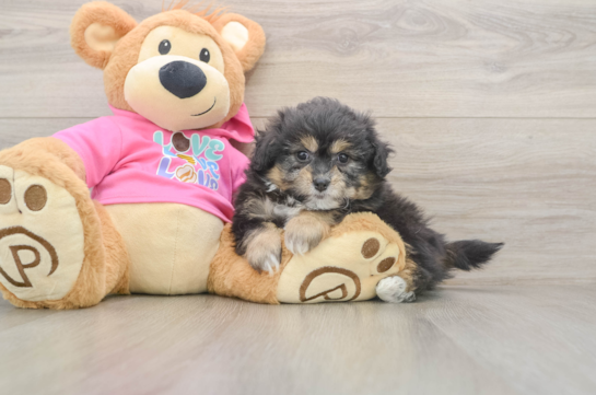 Pomachon Pup Being Cute