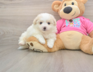 5 week old Pomachon Puppy For Sale - Windy City Pups