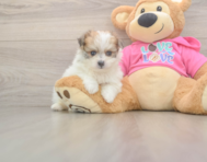 5 week old Pomachon Puppy For Sale - Windy City Pups