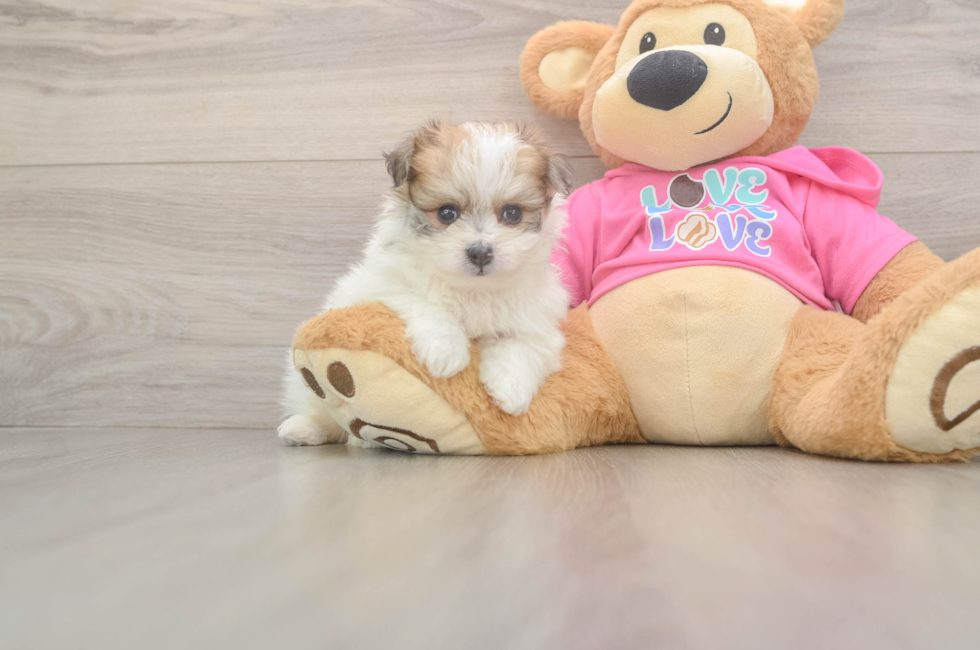 6 week old Pomachon Puppy For Sale - Windy City Pups
