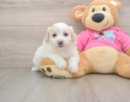 5 week old Pomachon Puppy For Sale - Windy City Pups