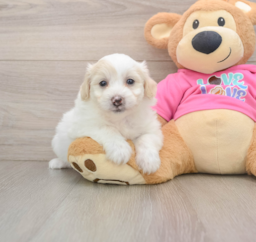 6 week old Pomachon Puppy For Sale - Windy City Pups