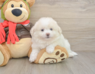 8 week old Pomachon Puppy For Sale - Windy City Pups