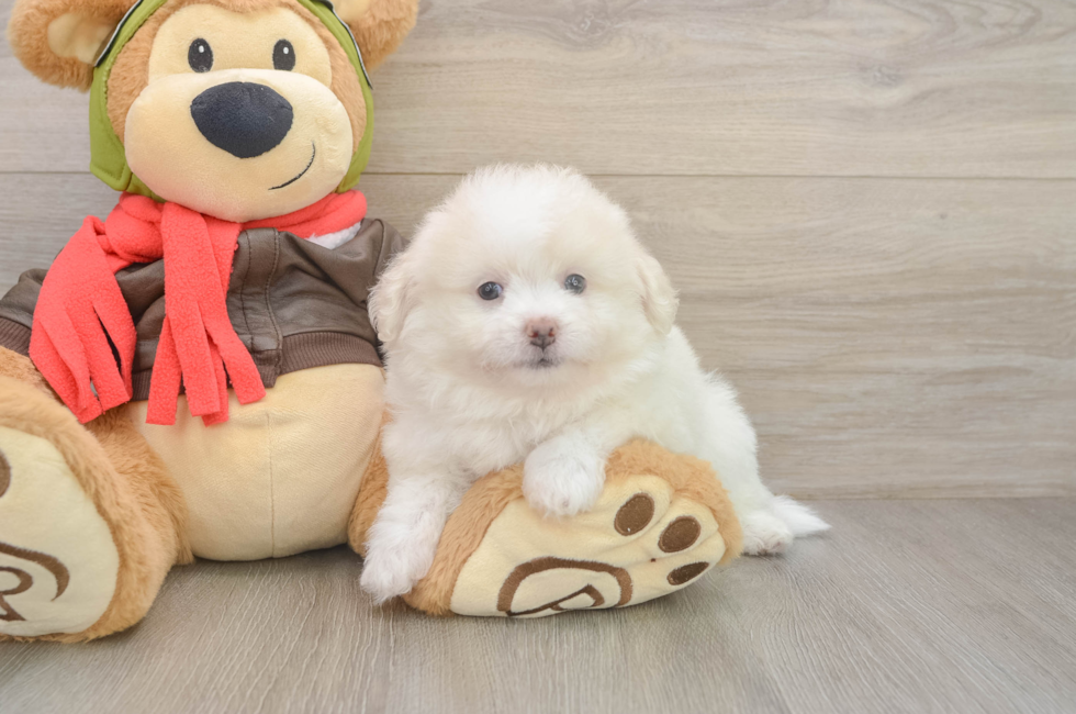 6 week old Pomachon Puppy For Sale - Windy City Pups