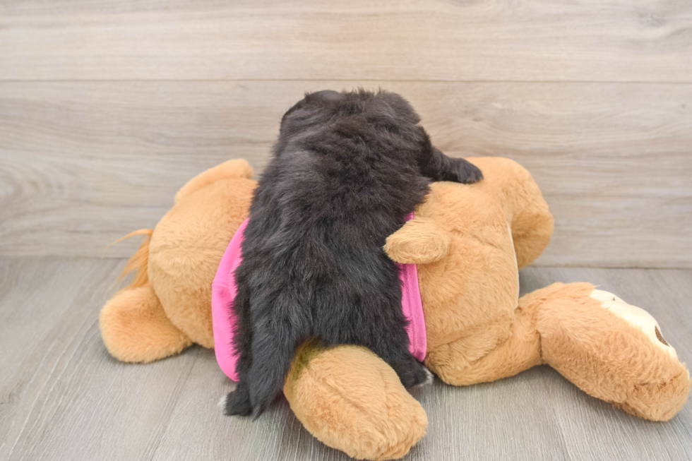 Best Pomachon Baby