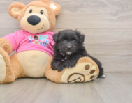 5 week old Pomachon Puppy For Sale - Windy City Pups