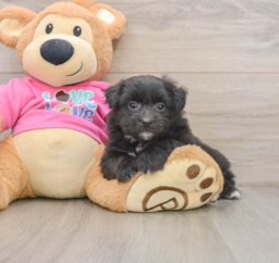 6 week old Pomachon Puppy For Sale - Windy City Pups