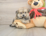 6 week old Pomachon Puppy For Sale - Windy City Pups