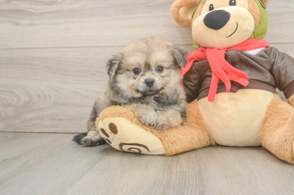 6 week old Pomachon Puppy For Sale - Windy City Pups