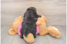 Hypoallergenic Pom Frise Designer Puppy