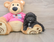 5 week old Pomachon Puppy For Sale - Windy City Pups