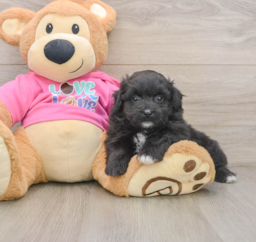 6 week old Pomachon Puppy For Sale - Windy City Pups