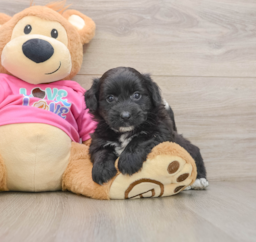 6 week old Pomachon Puppy For Sale - Windy City Pups