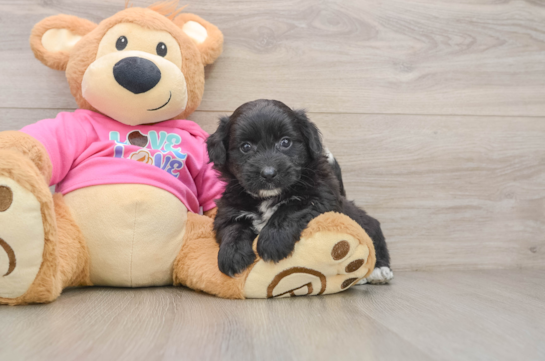 Pomachon Pup Being Cute