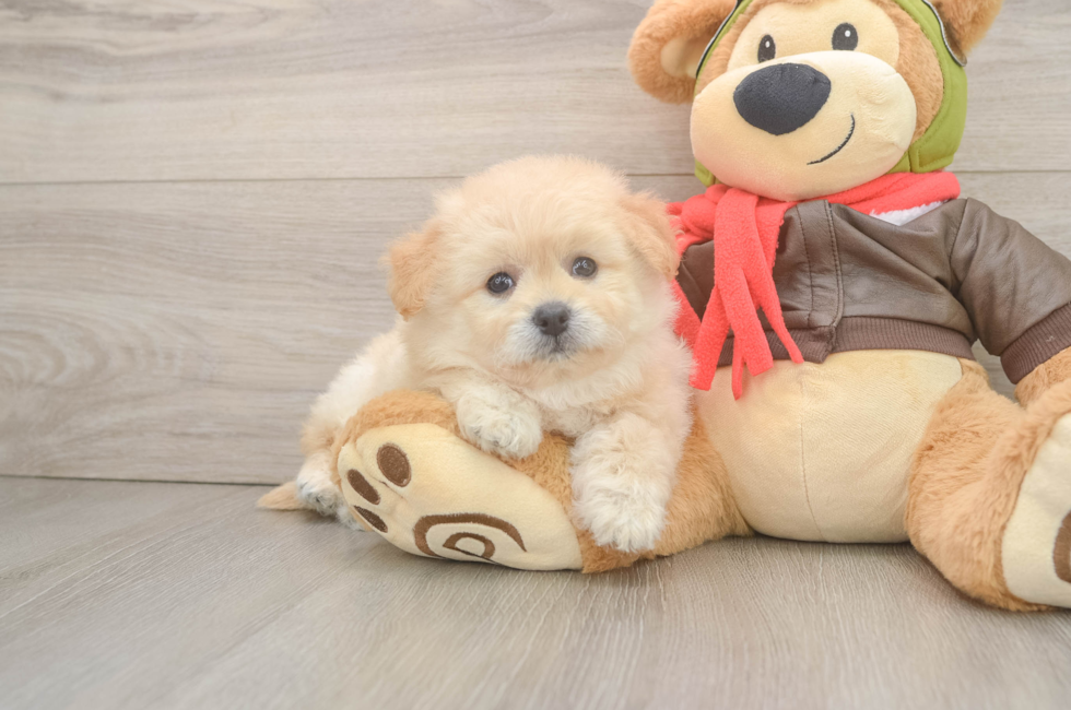 6 week old Pomachon Puppy For Sale - Windy City Pups