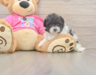 5 week old Pomachon Puppy For Sale - Windy City Pups