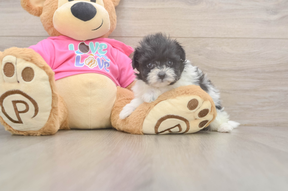 6 week old Pomachon Puppy For Sale - Windy City Pups