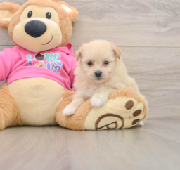 8 week old Pomachon Puppy For Sale - Windy City Pups