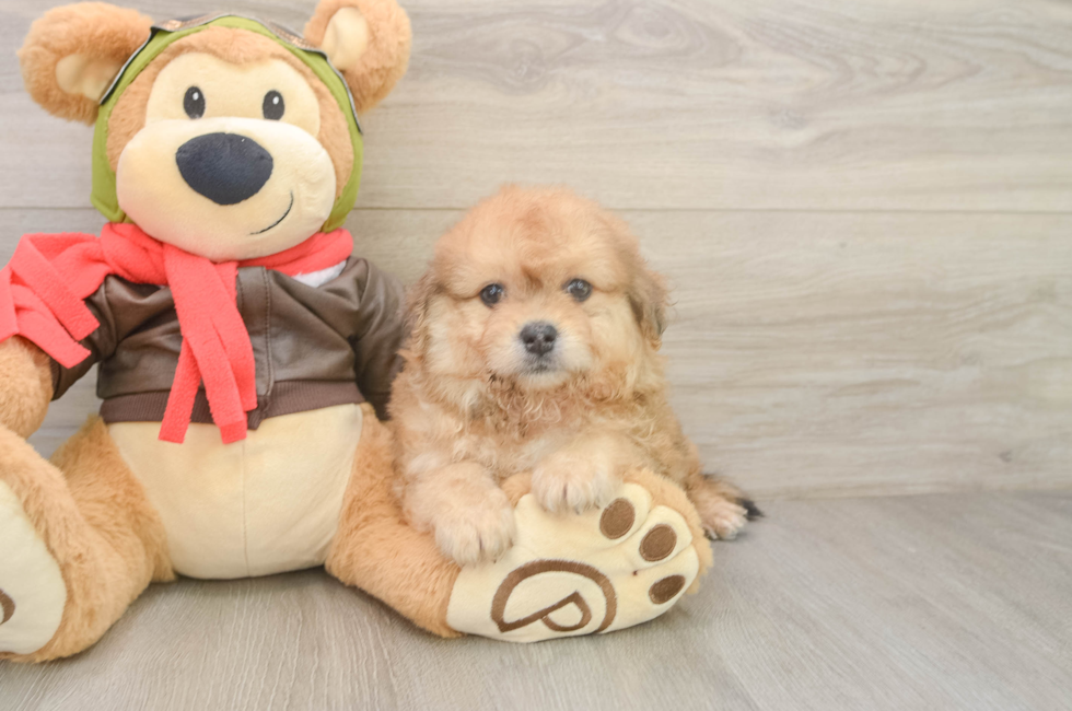 6 week old Pomachon Puppy For Sale - Windy City Pups