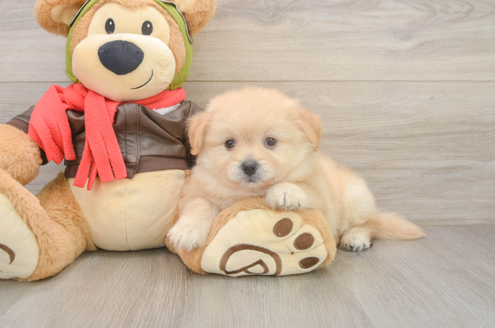 6 week old Pomachon Puppy For Sale - Windy City Pups