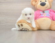 5 week old Pomachon Puppy For Sale - Windy City Pups