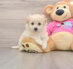 9 week old Pomachon Puppy For Sale - Windy City Pups