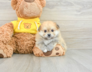 6 week old Pomachon Puppy For Sale - Windy City Pups