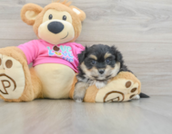 8 week old Pomachon Puppy For Sale - Windy City Pups