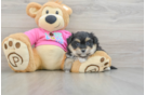 Adorable Pom Frise Designer Puppy