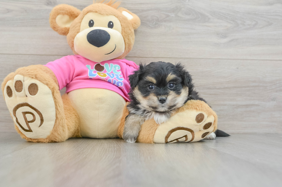 8 week old Pomachon Puppy For Sale - Windy City Pups