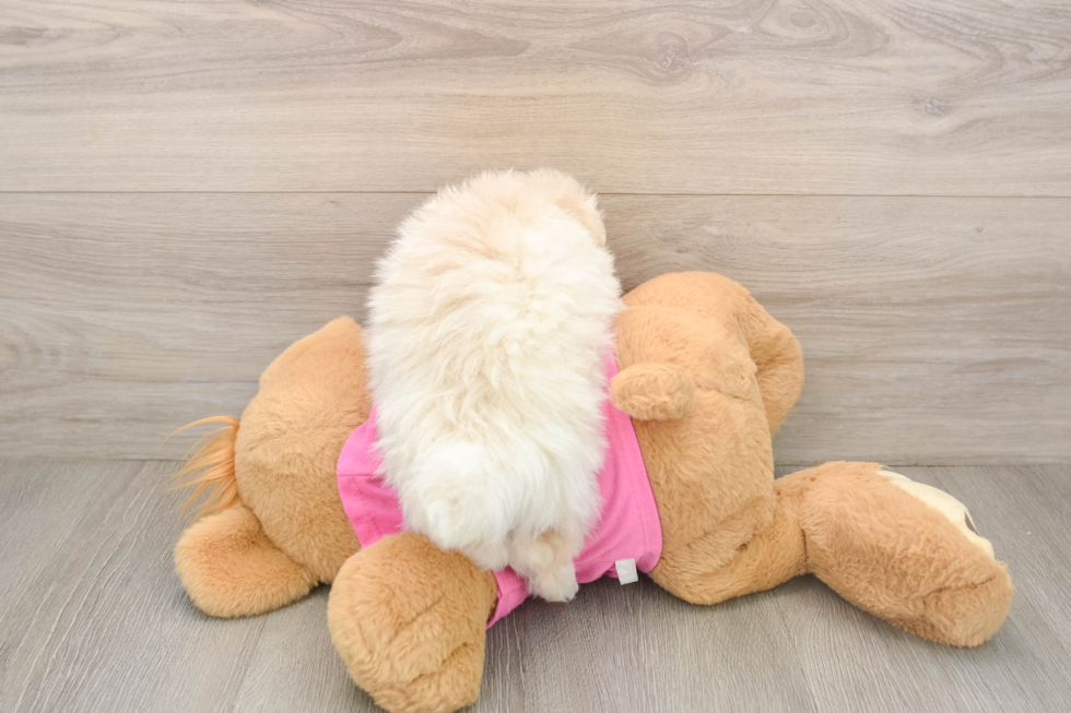 Fluffy Pomachon Designer Pup